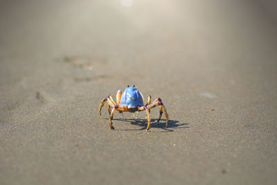 Close-up of crab on sand at beach