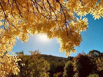 Low angle view of trees against sky during autumn