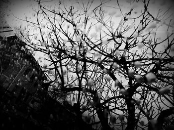 Low angle view of bare trees against sky