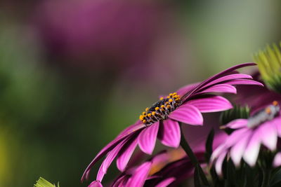 Close-up of butterfly on flower