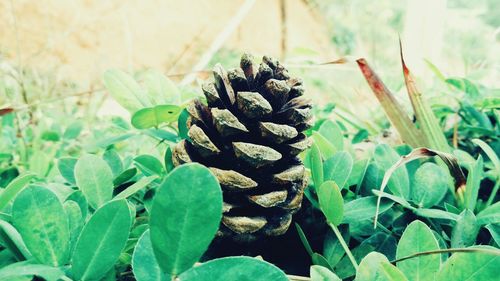 Close-up of fresh green plant