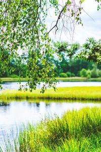 View of flowers in lake