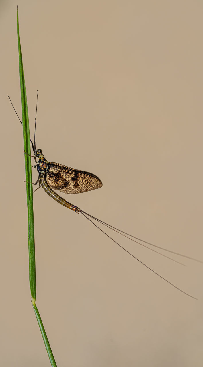 CLOSE-UP OF BUTTERFLY