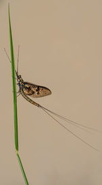 Close-up of butterfly on plant