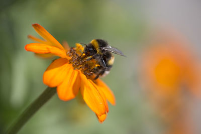 Close-up of honey bee on orange flower