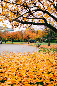 Autumn leaves in park