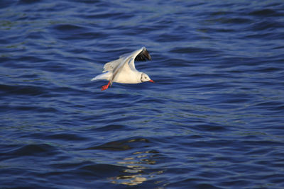 Bird swimming in sea