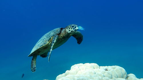 Hawksbill sea turtle . hawksbill turtle - eretmochelys imbricata.