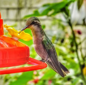 Close-up of bird perching on branch