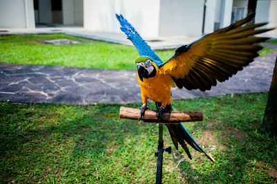 Bird perching on grass