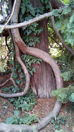 Tree trunk on field in forest