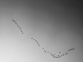 Low angle view of birds flying in sky