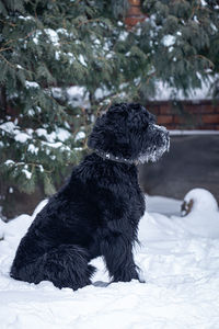 Portrait of a beautiful black dog giant schnauzer on a walk in winter in snowy weather.