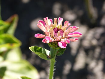 Close-up of pink flowering plant