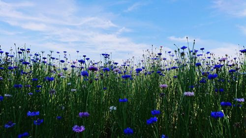 Close-up of flowering plants on field against blue sky