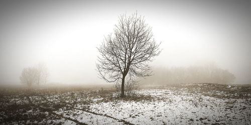 Bare tree on snow covered landscape against clear sky