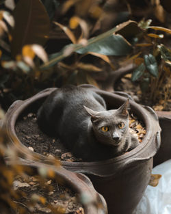 Portrait of cat in potted plant