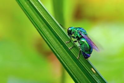 Close-up of insect on leaf