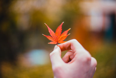 Close-up of hand holding maple leaves during autumn