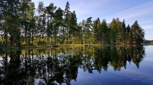 Reflection of trees in calm lake