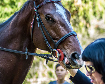 Close-up of horse in ranch