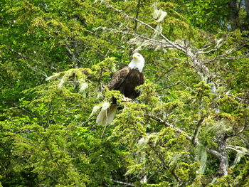 Bird perching on a tree