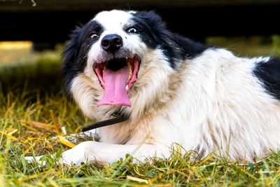 Close-up portrait of dog yawning on grass