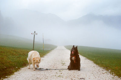 Old fashioned, vintage, film photography on dolomite and italian alp, walking dog