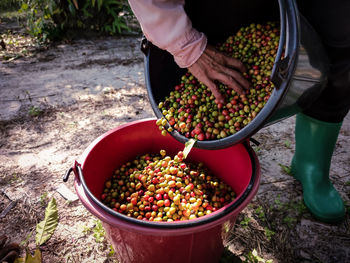 Hand holding coffee beans. high angle view of hand holding strawberries in basket