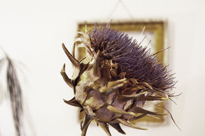 Close-up of thistle