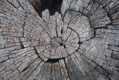 An old wooden stump, tree rings