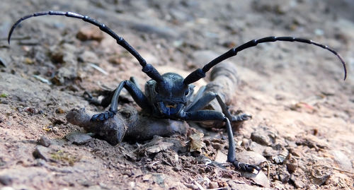 Frontal view of head and mandibles of forest beetle 
