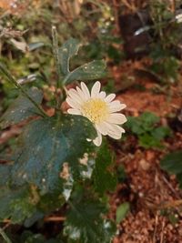 plant