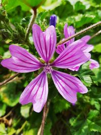 Close-up of pink flowers