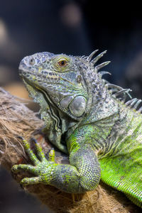 Close-up of lizard