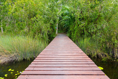 Boardwalk amidst plants