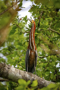 Close-up of bird perching on tree