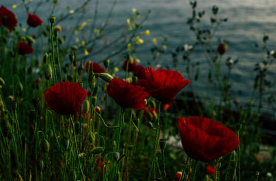 Close-up of red poppy flowers growing on field