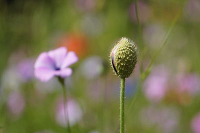 Close-up of flowering plant