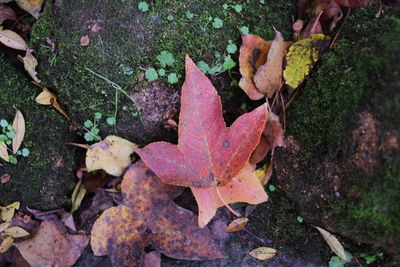 High angle view of maple leaves fallen in forest