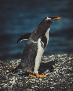 Penguin perching at beach