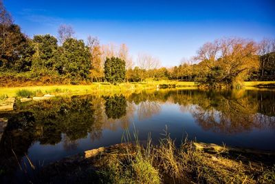 Reflection of trees in calm lake