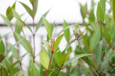 Close-up of spider on web