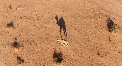 High angle view of a camel on sand