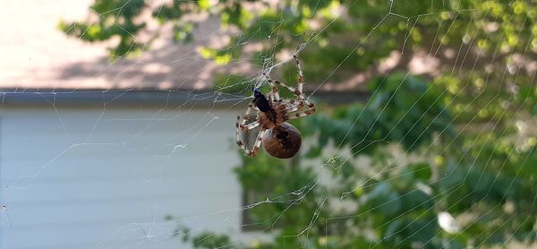 Spider on web