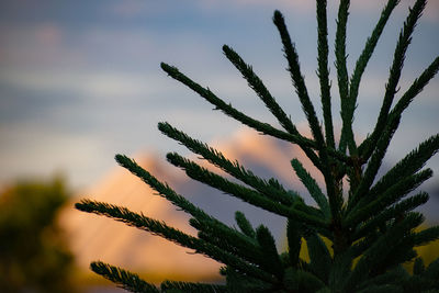 Low angle view of succulent plant against sky