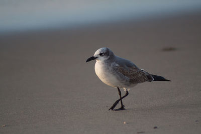 Close-up of seagull perching outdoors