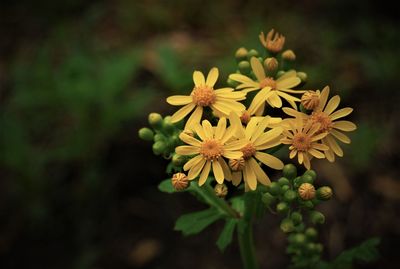 Close-up of yellow flowering plant