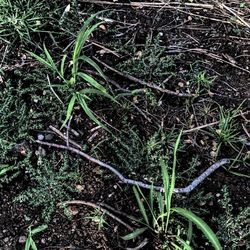 Plants growing in pond