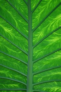 Full frame shot of leaves